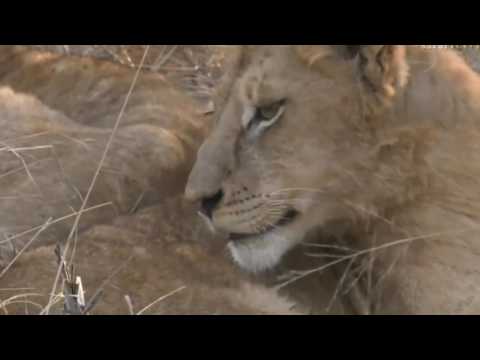 June 16, 2017-   Sunrise -  Nkuhuma pride  So happy to have them back on Djuma