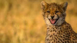 The Seldom Scene. Like I Used to Do (HD)