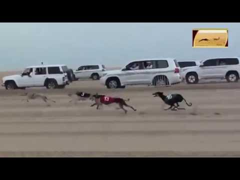 Dogs Race with Cars in desert || Really Amazing