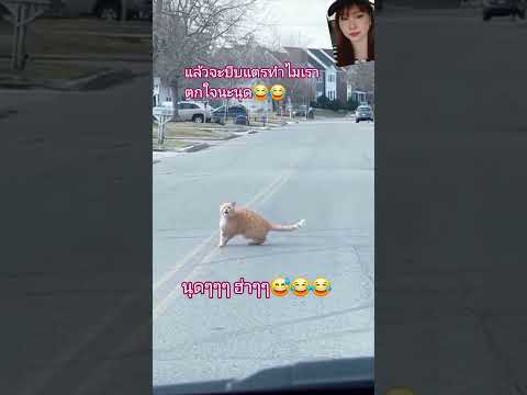😅😂😂ขำๆกับเสียงแตร#น้องแมวขี้ตกใจ#ฝากกดติดตามด้วยนะคะ #ช่องจริงสุนันท์ ชาแนล