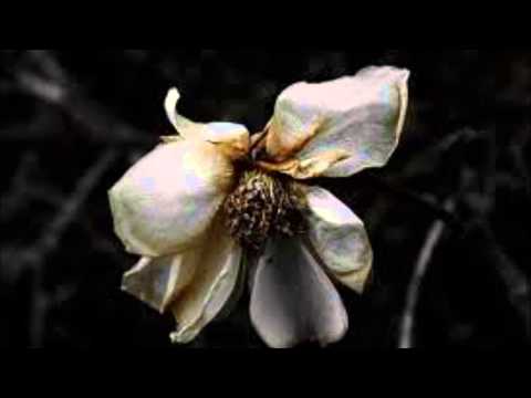 Shriekback- Faded Flowers (1985)