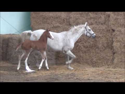 *2017 Stutfohlen von Quiwi Dream - Alasca -- SOLD!!!