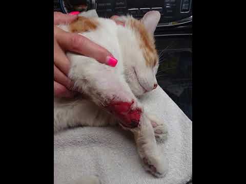 Cat wound care