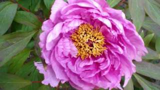 Luka Bloom   - See you soon -