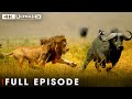 Win Or Die Full Episode Savage Kingdom Nature Animal Documentary