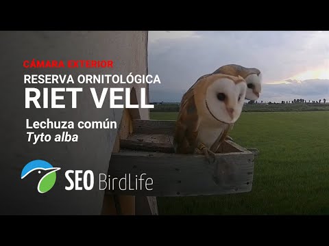 Lechuza común [Exterior] · Reserva Natural Riet Vell -🔴DIRECTO Delta del Ebro