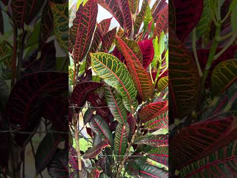 Naranjal Guayas plantas ornamentales de exportación  #reels