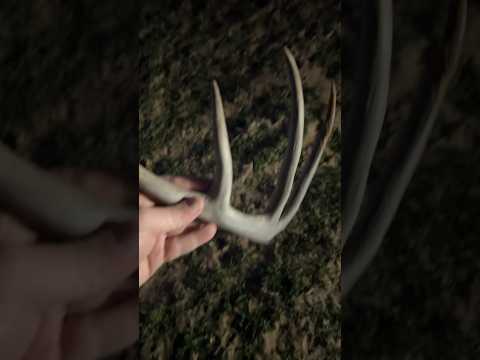 First Shed of the Year! #shedhunting #deerhunting #whitetail #bigbuck