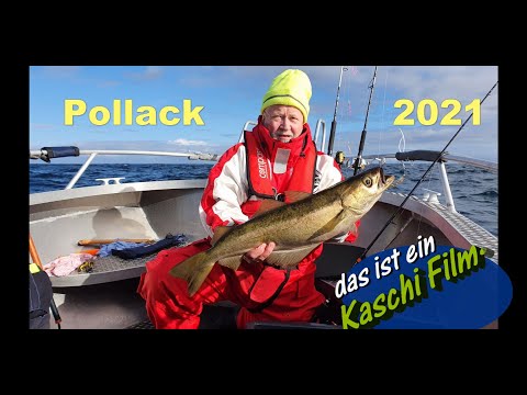 Kaschi: Pollack .. Angeln 2021