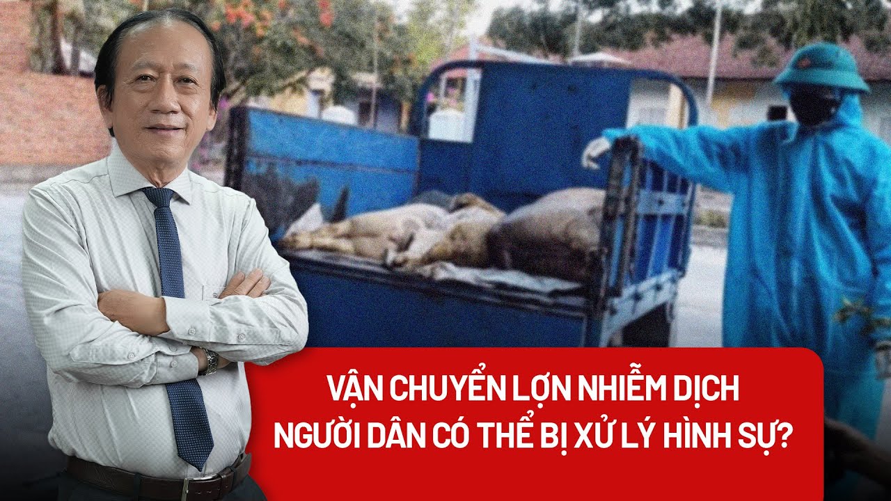 Lợn nhiễm bệnh vẫn bị tuồn ra thị trường: Ai chịu trách nhiệm?