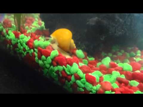 Leroy The Mystery/Apple Snail