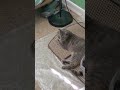 Lazy Day For The Three Gray Tabby Cream Tabby And White Van Kedisi Cat Shorts