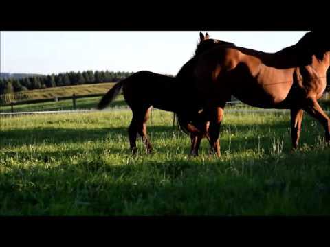 Hengstfohlen von Fürsten-Look aus der St.Pr.St. Wanja von Worldly x Akatschi