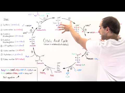 Overview of Citric Acid Cycle