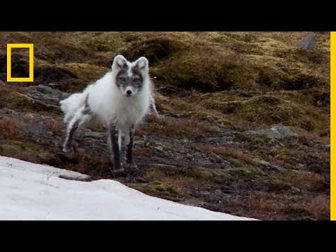 Le renard polaire change la couleur de sa fourrure en été !