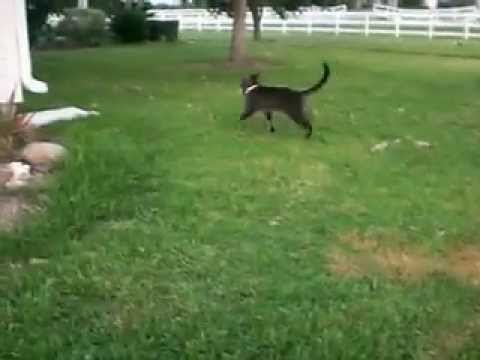 Gracioso gatito cazando un pajarito