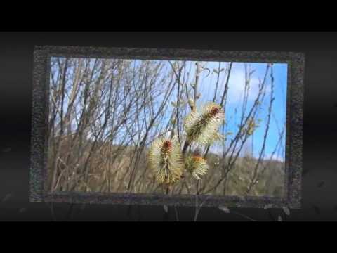 70. Cute pussy willows in Ramlösa