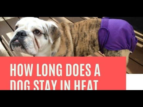 How Long Does a Dog Stay in Heat || How long does a dog stay in heat bleed