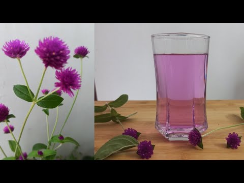 herbal tea/Globe Amaranth Tea/vadamalli tea/makhmali/immunity booster/organic tea/ThousandDaysRed