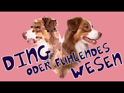 Ding oder fühlendes Wesen? // Tierschutz und Grundrechte für Tiere // hundplusherz - Hundeerziehung