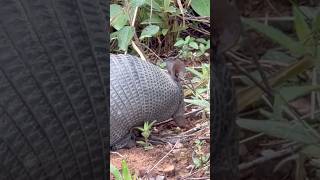 Flagrante do Tatu Mulita - Tatu Mirim #tatus