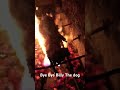 Dog Cremation ️ ️