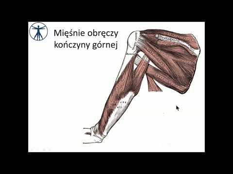 Jak budować mięśni zdjęcie Pobierz książkę ABC kulturystyki