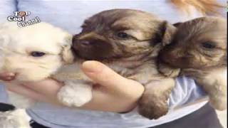 5 Most Expensive Dog Breeds to buy in 2017