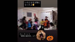 Download lagu サン=サーンス「動物の謝肉祭」より ライオン🦁 mp3