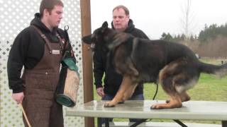 Training the guard excersise- "Bark and Hold"