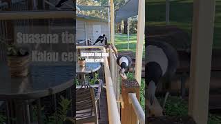 Download lagu Australia pagi hari #Australia #burung mp3