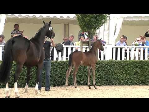 Hf Apache x De Niro  Zuchthof Brinkhus