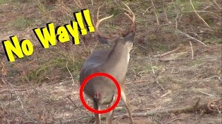 Buck Comes Back After Being Shot By Bow Hunter!!