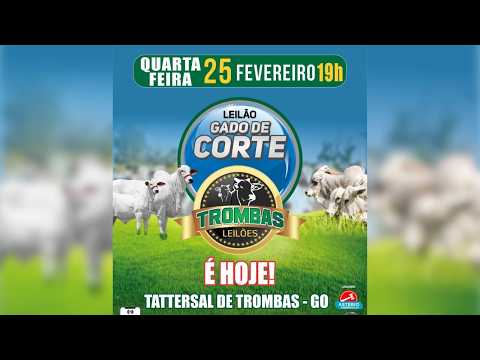 LEILÃO DE GADO DE CORTE TROMBAS LEILÕES - TROMBAS GOIAS  - 25/ 02/ 2026