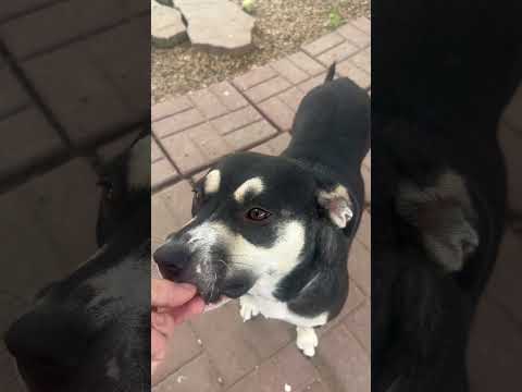 Kasumi #A2014030 treats