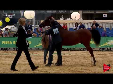 N.18 PORTHOS - Bergamo 2018 - Yearling Colts (Class 2A)