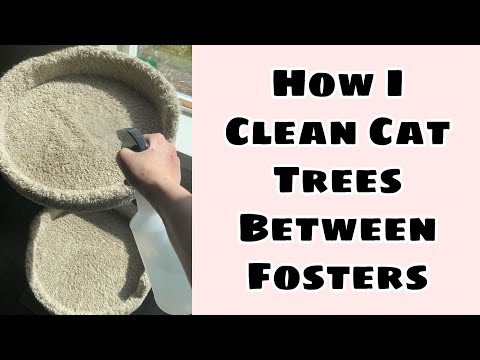 How I Clean My Cat Trees Between Fosters