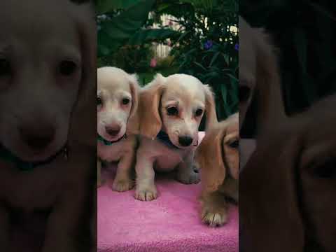Dachshund puppy for sale