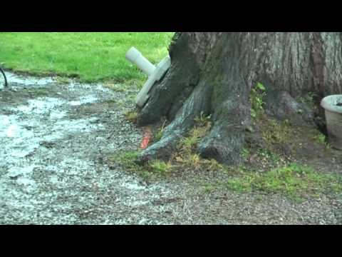Feu Follet au pied d'un Tilleul