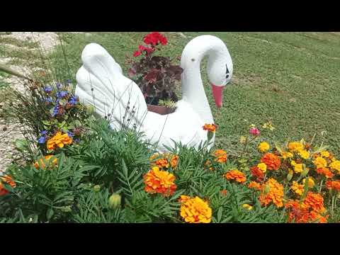 DRAGECOV LABUD PLOVI MOREM KADIFICA - PRIČA