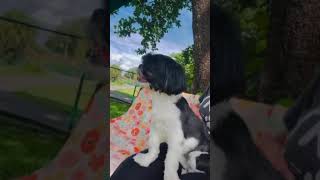 Video preview image #1 Shih Tzu Puppy For Sale in Weston, FL, USA