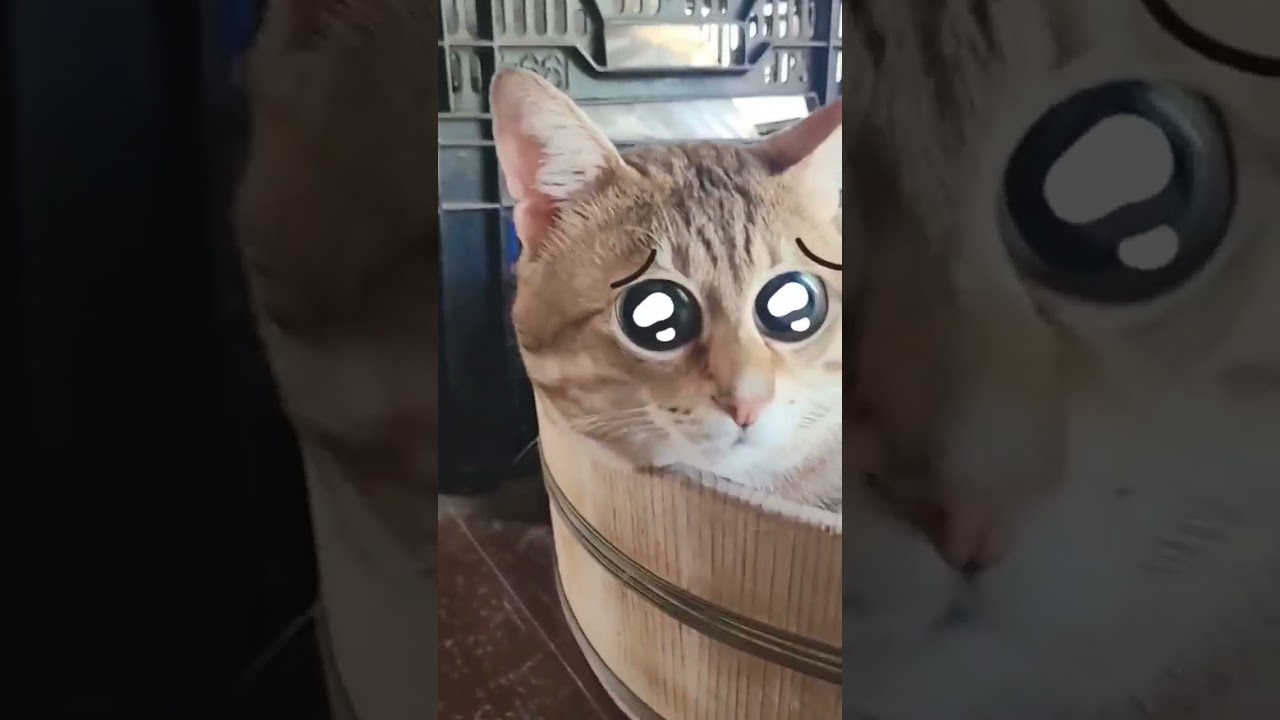 ダンシングぴえん猫小鉄