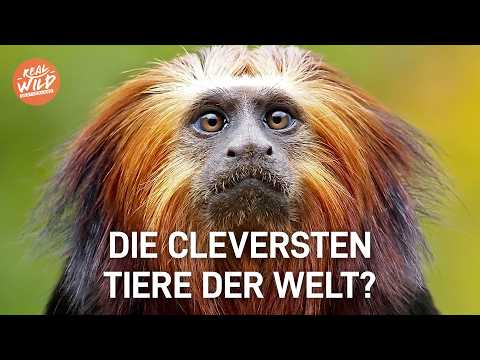 Geniale Primaten: Die erstaunliche Intelligenz unserer Vorfahren