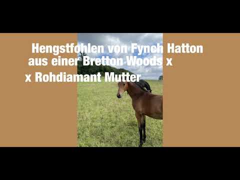 Hengstfohlen von Fynch Hatton 05/21