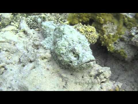 Рыбное ассорти с комментариями оператора Маргариты