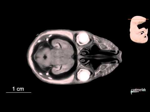 Visible Interactive Opossum - slice movies of a µCT-scanned opossum joey
