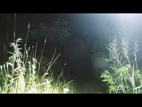 DJ Indigo presents Arboreal Magic II