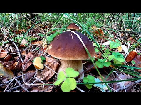 Strzał w 10 - czyli najładniejsze grzybobranie w Starokrakowskim Lesie