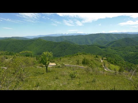 Bunila Cernisoara Florese