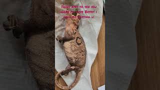 RIP! sad my Chameleon died due to egg binding. #chameleon #respect #pets #reptile #shortvideo